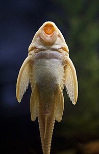 A Plecostomus uses its mouth, shaped like a suction-cup, to attach itself to surfaces and scrape off algae. Pterygoplichthys joselimaianus albino ventral L-001 c.jpg