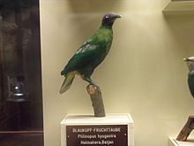 Ptilinopus hyogastrus Naturhistorisches Museum (MoNH) Vena.jpg