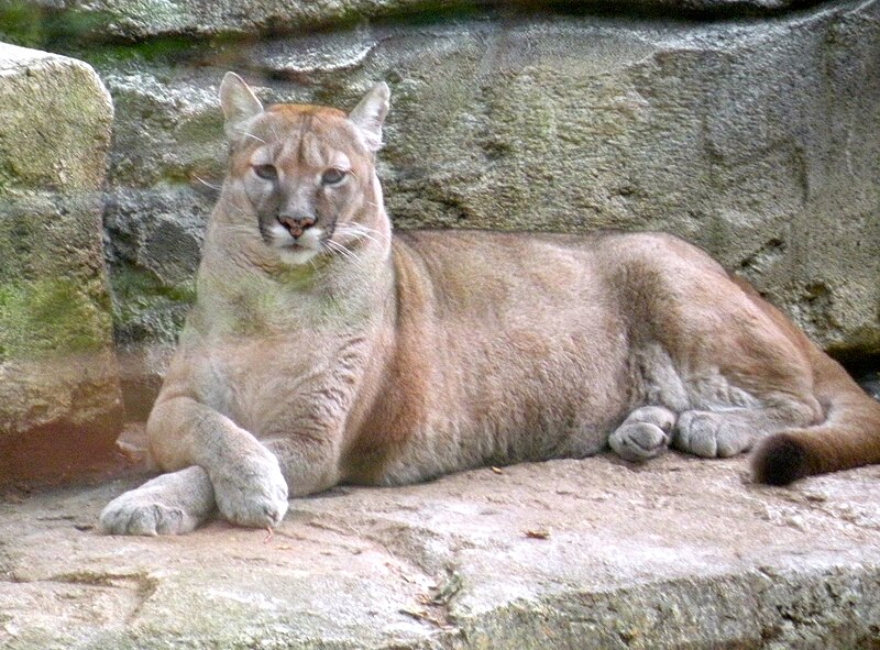 File:Puma beauval 08.JPG