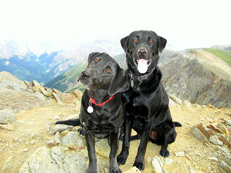 File:Pups on Handies Peak.jpg