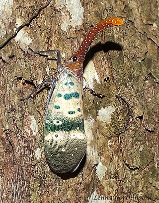 <i>Pyrops ducalis</i> Species of lanternflies