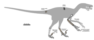 Diagram of the skeleton.  Known skeletal elements are colored.