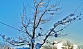 Quand la nature décide de décorer les arbres de boules de neige, que c'est beau. Snowballs hook on the trees, pleasure to the eyes - panoramio.jpg