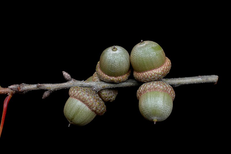 File:Quercus rubra (24112357076).jpg