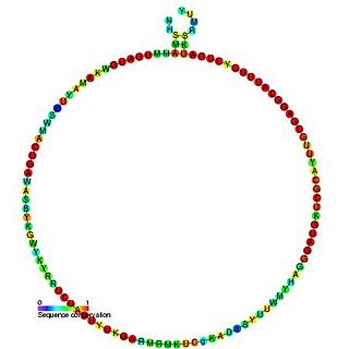 <span class="mw-page-title-main">Small nucleolar RNA Me28S-Am2589</span>