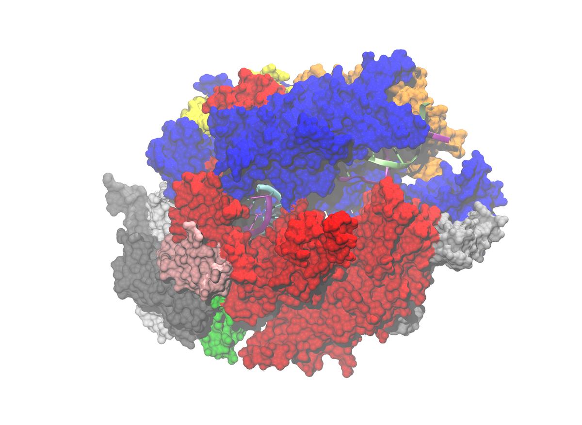 RNA-Polymerasen - Wikipedia