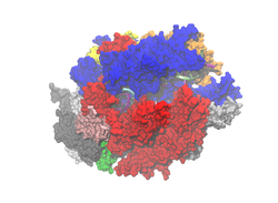 RNA polymerases