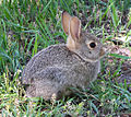 Rabbit in montana