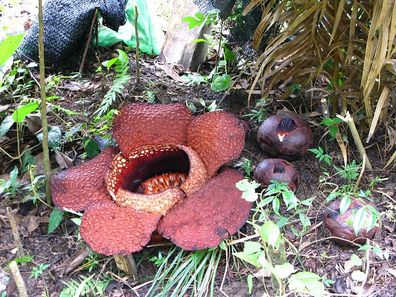 File:Rafflesia arnoldii and buds.JPG