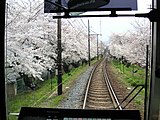 京福電気鉄道北野線（京都府） 鉄道のサクラ並木