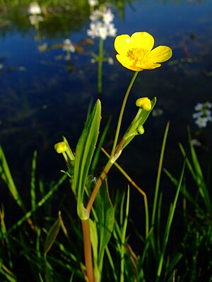 Ranunculus flammula 1a.jpg