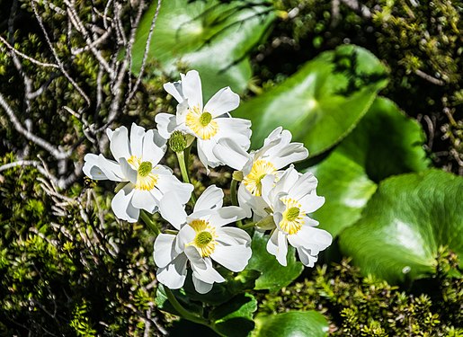 Ranunculus lyallii in Fiordland National Park, New Zealand