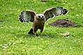 Red-shouldered hawk with kill in GGP.jpg