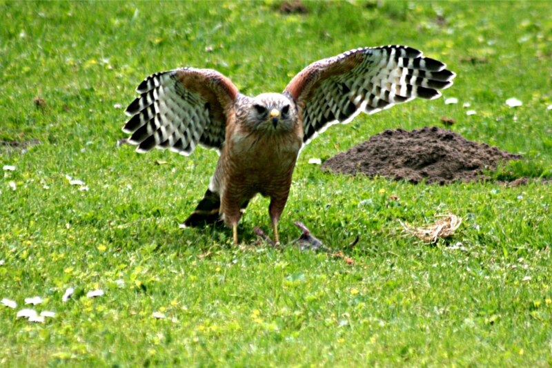 File:Red-shouldered hawk with kill in GGP.jpg