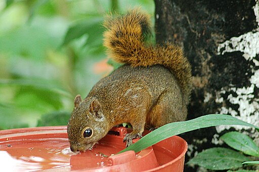 Red-tailed Squirrel (Sciurus granatensis) 2015-06-05 (10) (39413430125)