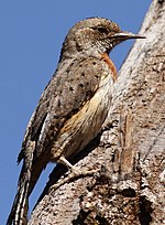 Thumbnail for Red-throated wryneck