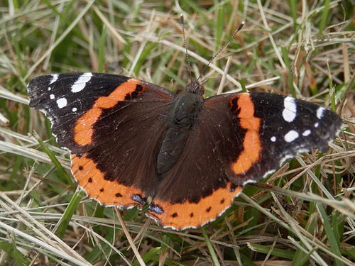 Red Admiral (Vanessa atalanta)