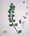 Redon - Study of Plants, ca. 1910.jpg