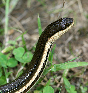 Queen snake species of reptile