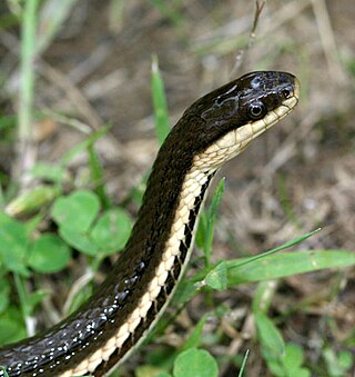 <i>Regina</i> (snake) Genus of snakes