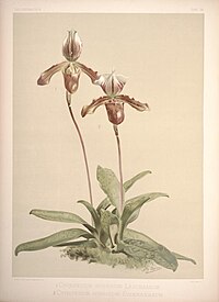 plate 38 1. Cypripedium × ashburtoniae 2. Cypripedium × eyermannianum Paphiopedilum cultivars