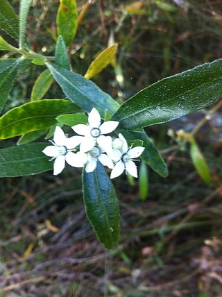 <i>Rhadinothamnus anceps</i> Species of plant