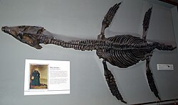 Rhomaleosaurus cramptoni, Natural History Museum