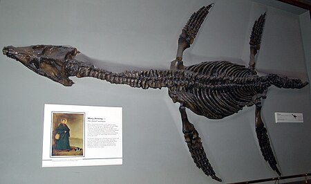 Rhomaleosauridae