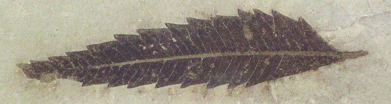 File:Rhus nigricans (fossil leaf) (Green River Formation, Eocene; Utah, USA) 2 (44366947535).jpg