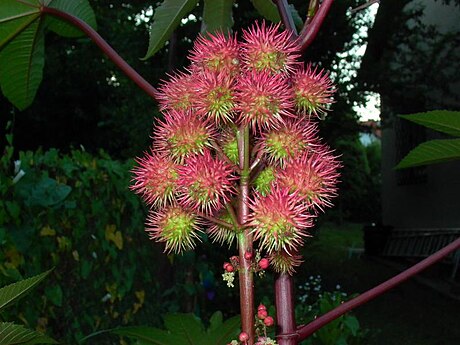 Ricinus