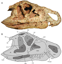 The skull of Riojasuchus Riojasuchus.png