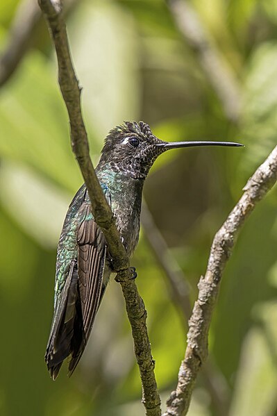 File:Rivoli's hummingbird (Eugenes fulgens) male Finca El Pilar.jpg