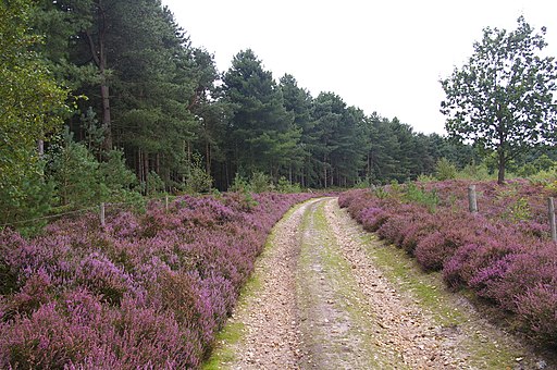 Road by Roydon Common - geograph.org.uk - 544163