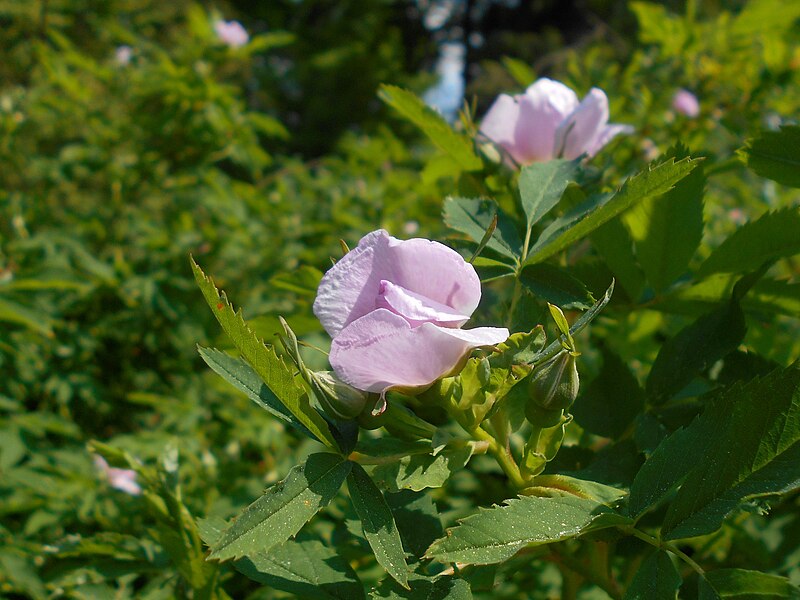 File:Rosa blanda 2017-05-23 0554.jpg