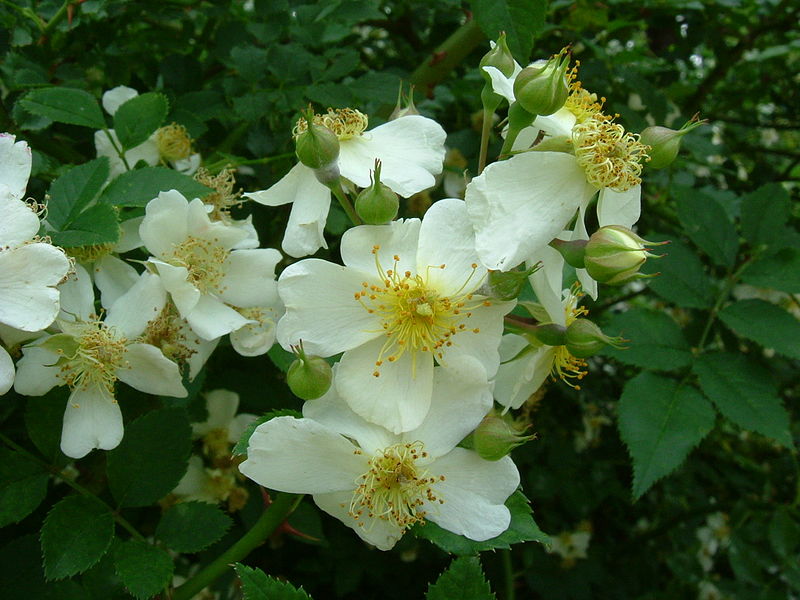 File:Rosa fujisanensis buds.jpg