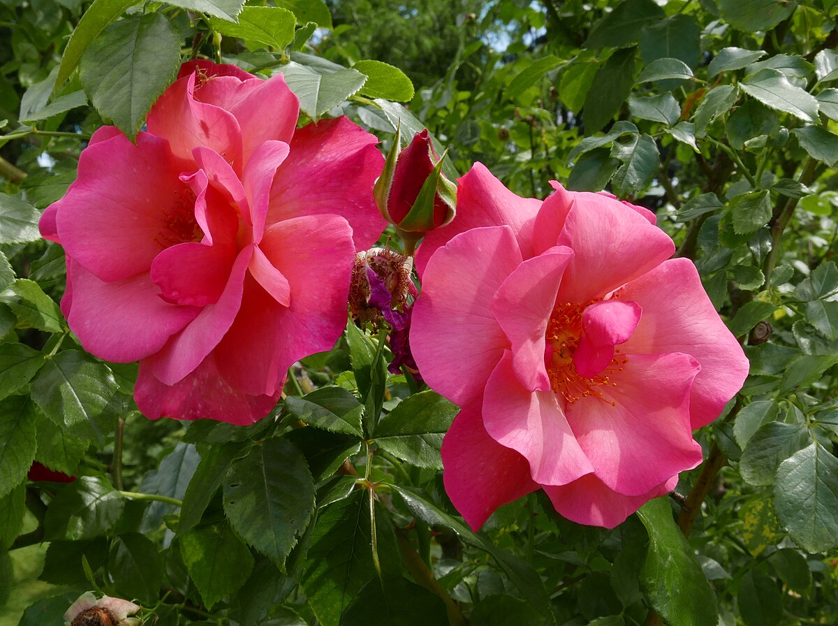 Плетистая роза розенресли