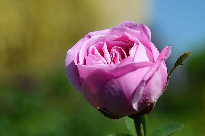 File:Rose (27386150901).jpg