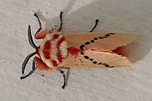 Rosy ermine moth (Trosia nigropunctigera) 2.jpg