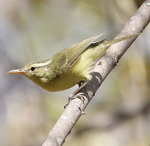 RoteLeafWarbler.png