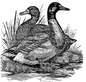 Rouen Ducks • p439 • Brett's Colonists' Guide 1883.jpg