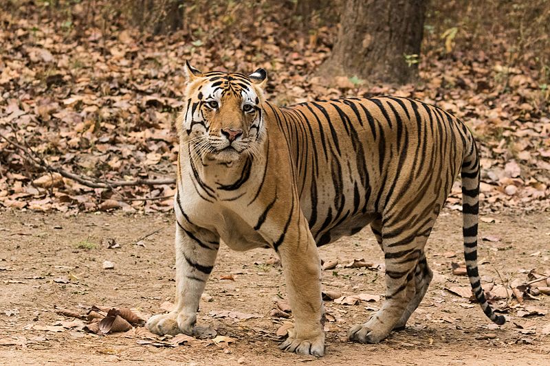 Tiger - Simple English Wikipedia, the free encyclopedia