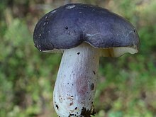 Russula azurea Bres. 1882 Russula azurea G2.jpg