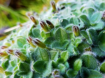 Close up of hairy leaves and calyces