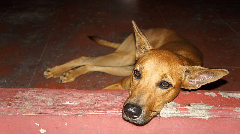 File:Sad dog looking into eyes.jpg