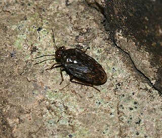 <i>Saldula saltatoria</i> Species of true bug