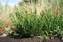 Salicornia europaea MS 0802.JPG