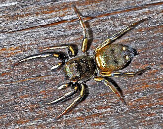 Male Salticidae - Heliophanus cf. cupreus (male).jpg