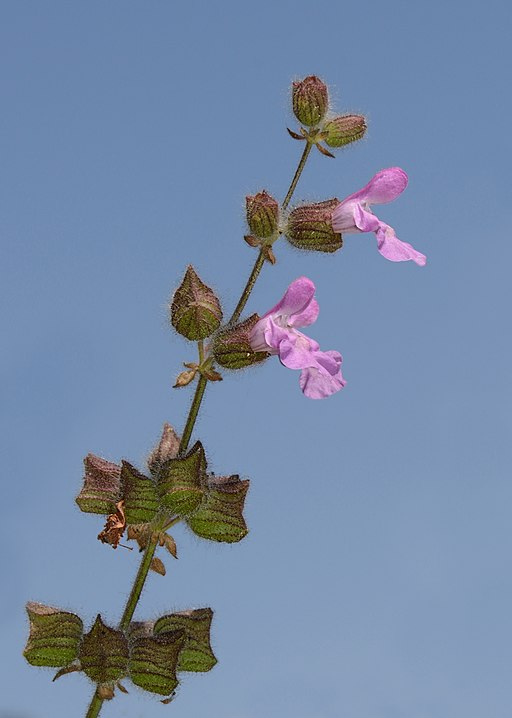 Salvia pinnata 1