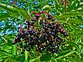 Sambucus nigra 0004.JPG