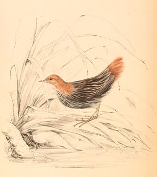 <span class="mw-page-title-main">Striped flufftail</span> Species of bird